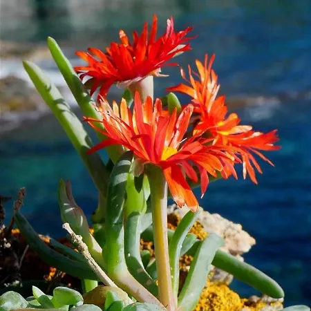 Kalliope - Vue - New Villa *