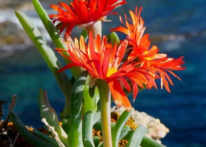 Kalliope - Vue - Piscine - New Villa *